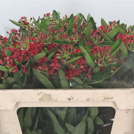 Asclepias Heron King Pink