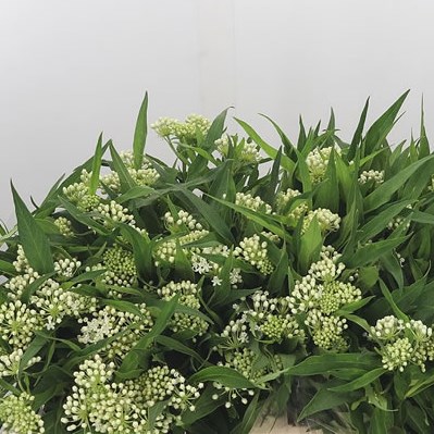 Asclepias Ice Ballet