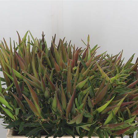 Asclepias (In Seed)