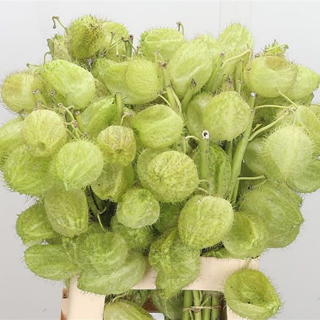 Asclepias Moby Dick