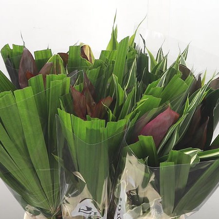 Asia Foliage Mix