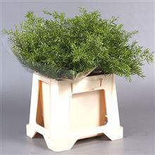 Asparagus Cwebe
