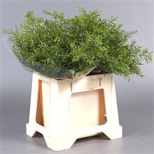 Asparagus Cwebe