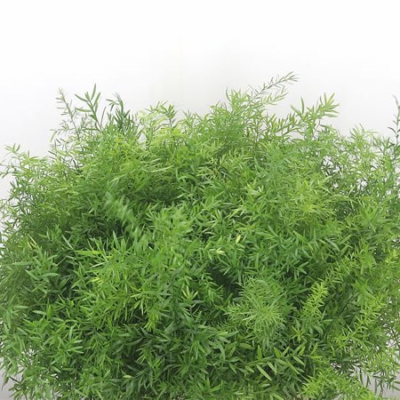 Asparagus Cwebe
