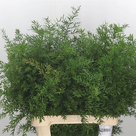 Asparagus Cwebe