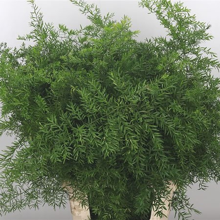 Asparagus Cwebe