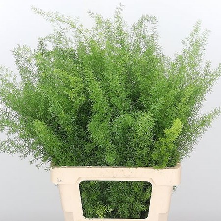 Asparagus Cwebe