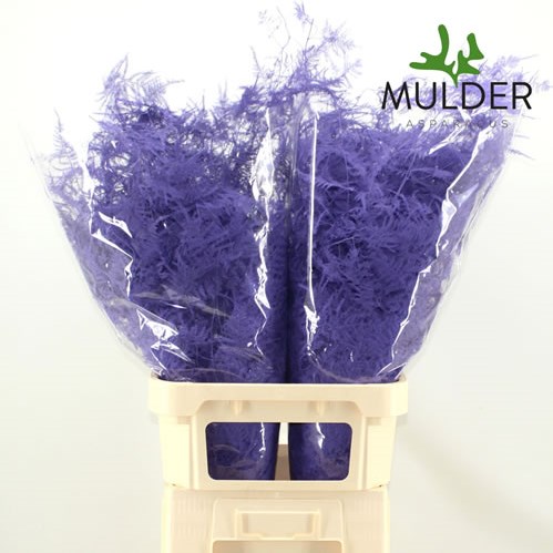 Asparagus Dyed Lilac
