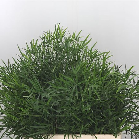 Asparagus Falcatus