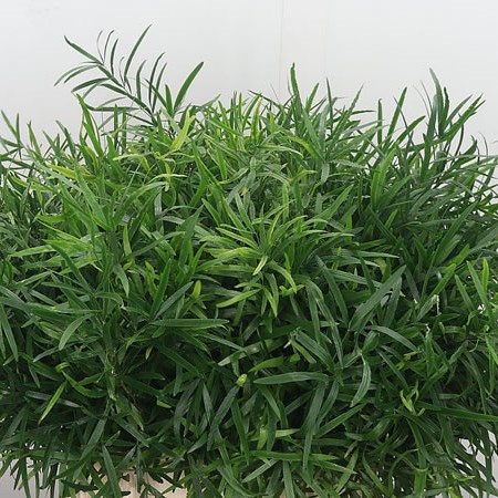 Asparagus Falcatus