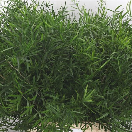 Asparagus Falcatus