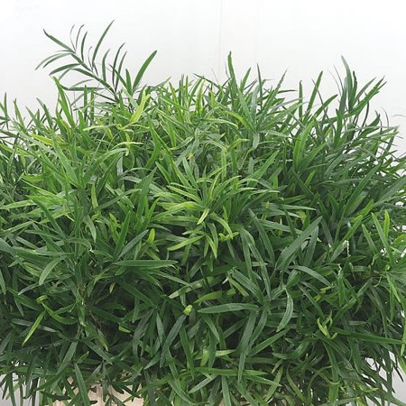 Asparagus Falcatus