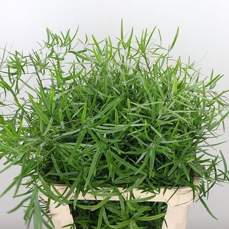 Asparagus Falcatus