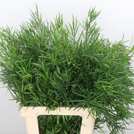 Asparagus Falcatus (Ex)