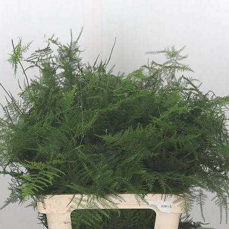 Asparagus Fern