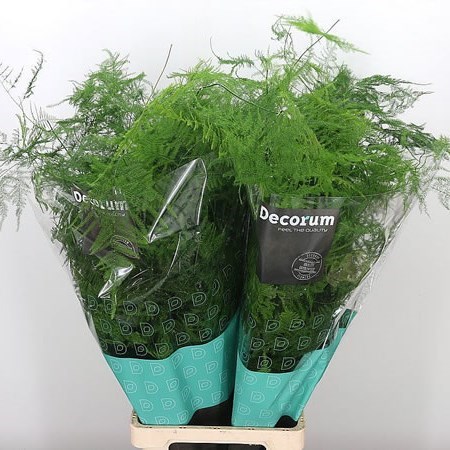 Asparagus Fern