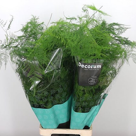 Asparagus Fern