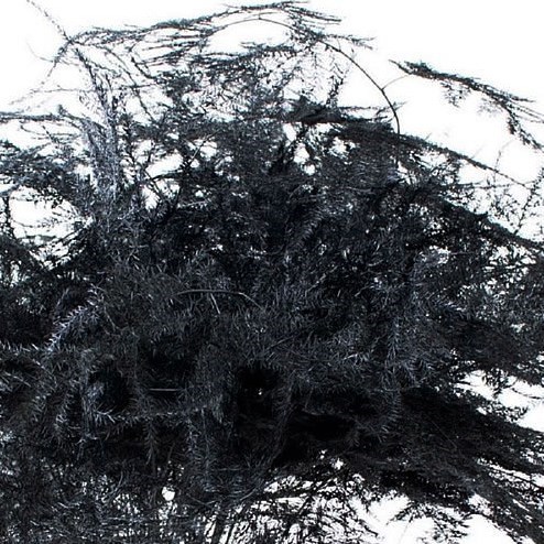 Asparagus Fern Dyed Black