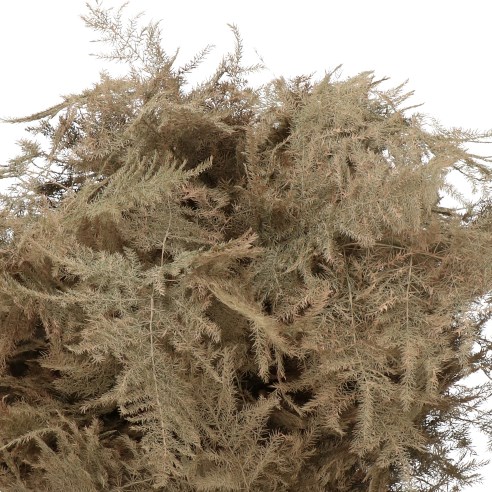 Asparagus Fern Dyed Caramel