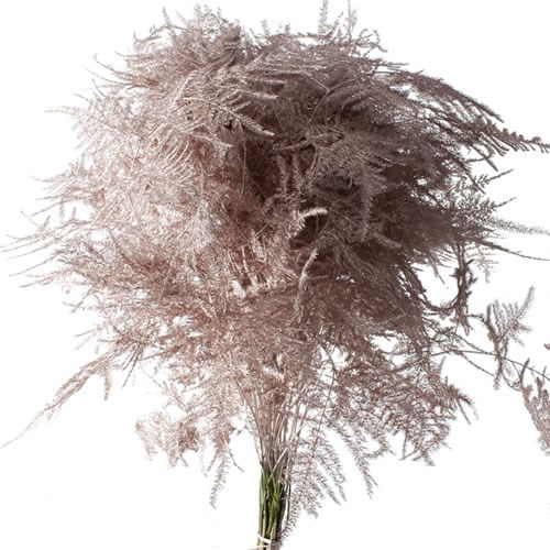 Asparagus Fern Dyed Champagne
