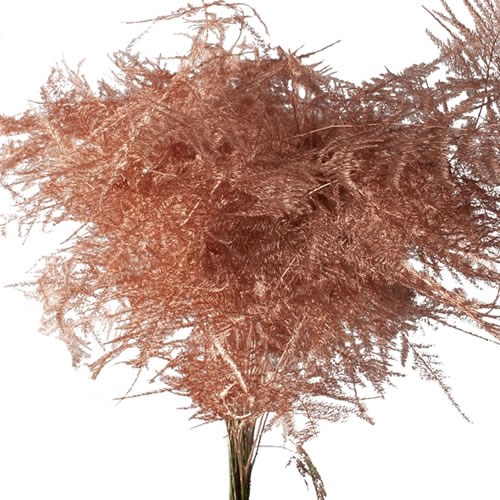 Asparagus Fern Dyed Copper