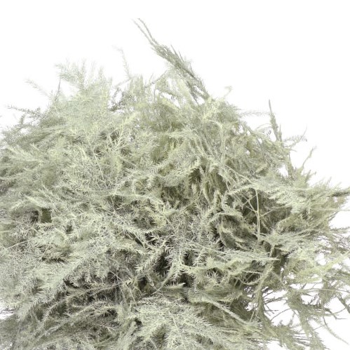 Asparagus Fern Dyed Cream