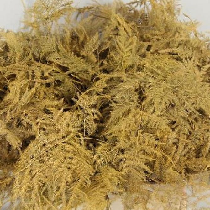 Asparagus Fern Dyed Gold