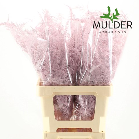 Asparagus Fern Dyed Light Pink