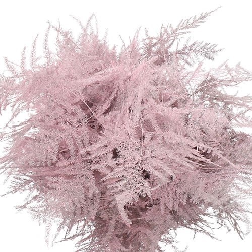 Asparagus Fern Dyed Light Pink