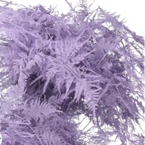 Asparagus Fern Dyed Lilac