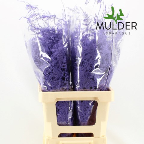 Asparagus Fern Dyed Lilac