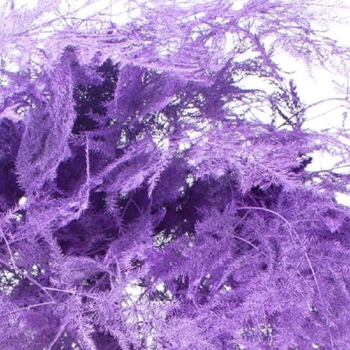 Asparagus Fern Dyed Lilac