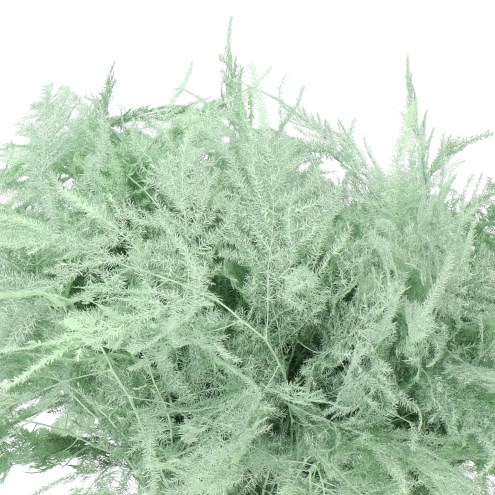 Asparagus Fern Dyed Mint Green