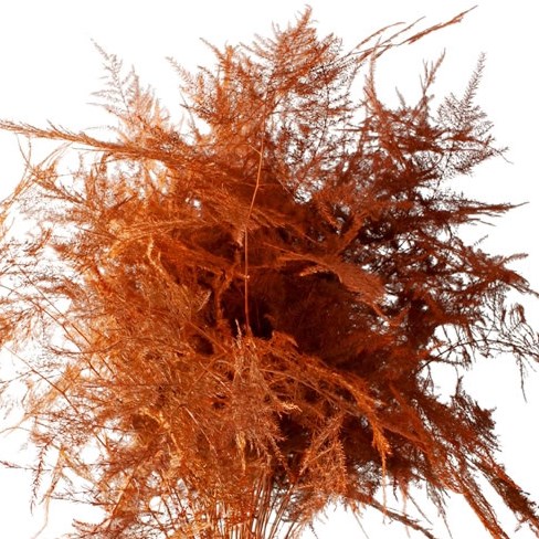 Asparagus Fern Dyed Orange