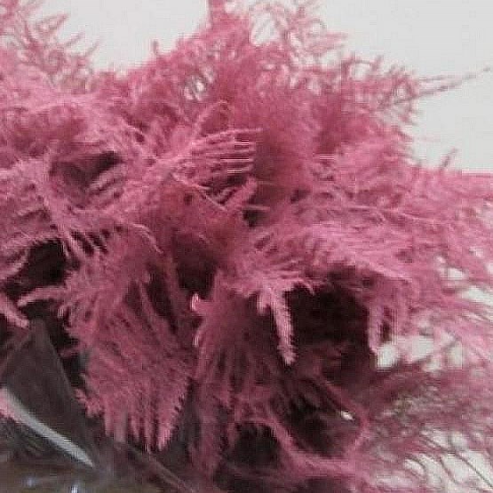Asparagus Fern Dyed Pink