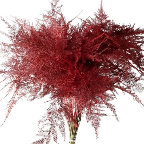Asparagus Fern Dyed Red