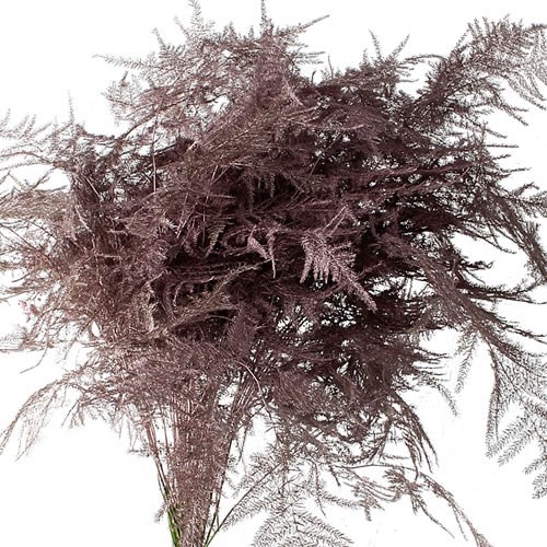 Asparagus Fern Dyed Rose Gold