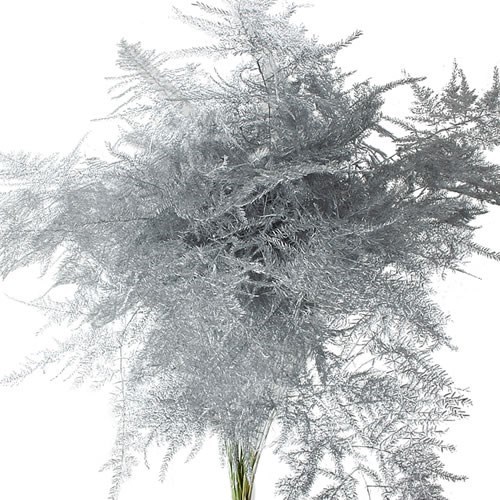 Asparagus Fern Dyed Silver