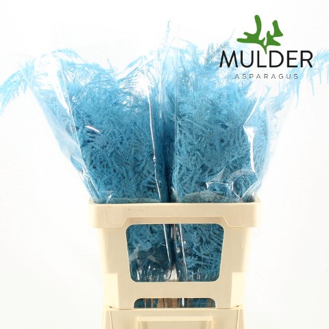 Asparagus Fern Dyed Turquoise