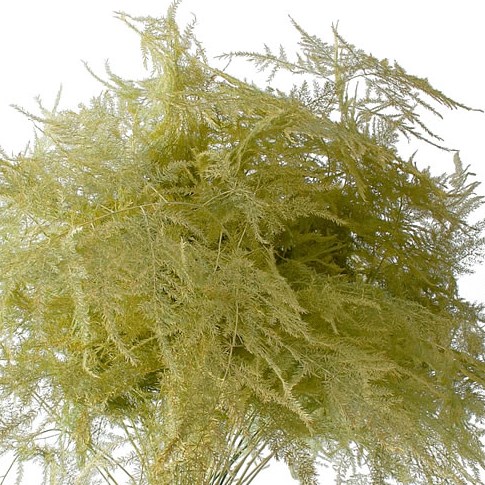 Asparagus Fern Dyed Yellow