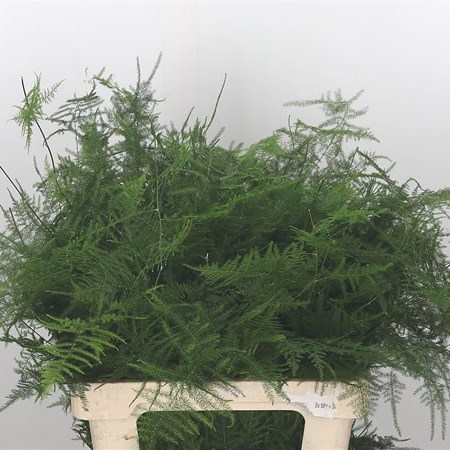 Asparagus Fern Medium