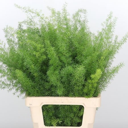 Asparagus Meyers (Ex)