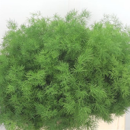 Asparagus Ming Fern (Umbellatus)