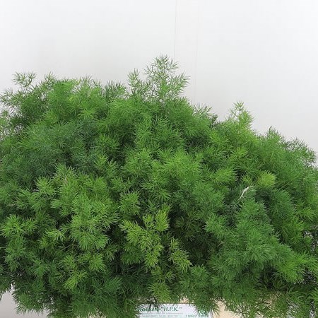 Asparagus Ming Fern (Umbellatus)