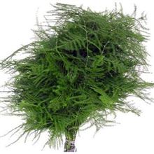 Asparagus Plumosus Long Topped