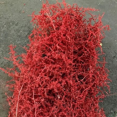 Asparagus Sauvage Dyed Red