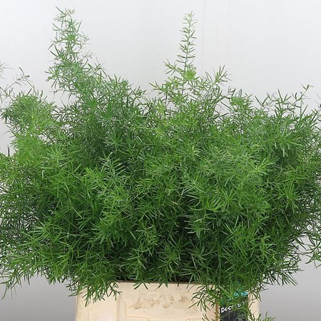 Asparagus Sprengeri