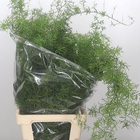 Asparagus Sprengeri