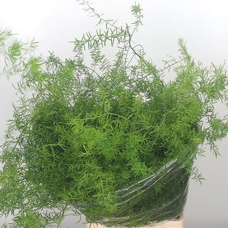 Asparagus Sprengeri