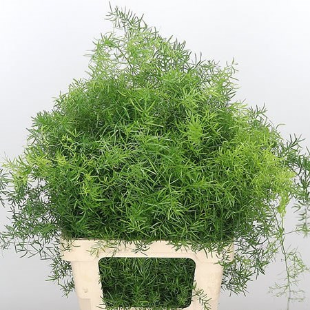 Asparagus Sprengeri